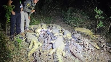 Más de 40 caimanes hallados muertos y sin piel en una laguna de Bolivia