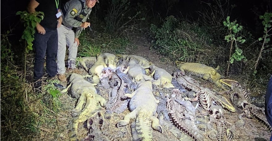 Más de 40 caimanes hallados muertos y sin piel en una laguna de Bolivia