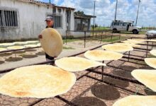Dueños de casaberas de Costo Abajo reportan 30 % de producción