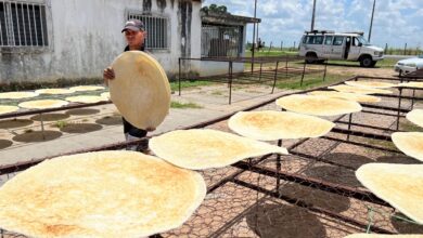 Dueños de casaberas de Costo Abajo reportan 30 % de producción