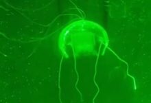 Presentan la medusa-robot con cerebro artificial