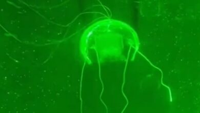 Presentan la medusa-robot con cerebro artificial