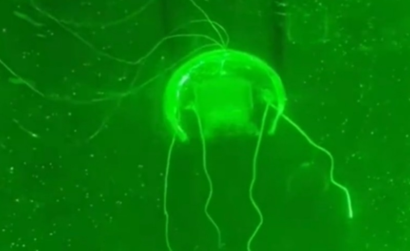 Presentan la medusa-robot con cerebro artificial