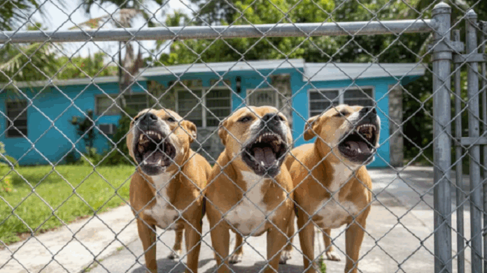 Hombre muere tras ser atacado por una jauría de perros en Miami