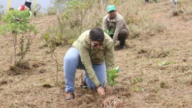 En Venezuela plantan más de 47 mil árboles por el Día Internacional contra el Cambio Climático
