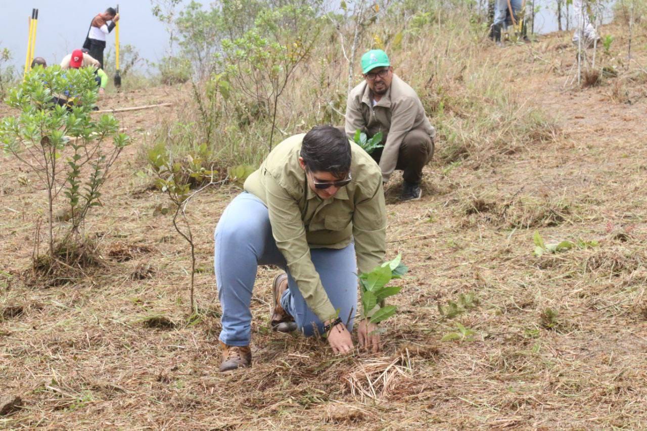 En Venezuela plantan más de 47 mil árboles por el Día Internacional contra el Cambio Climático