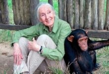 Fallece en California Jane Goodall activista y científica que dedicó 60 años a los chimpancés