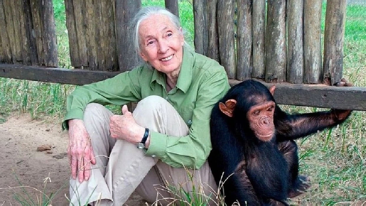 Fallece en California Jane Goodall activista y científica que dedicó 60 años a los chimpancés