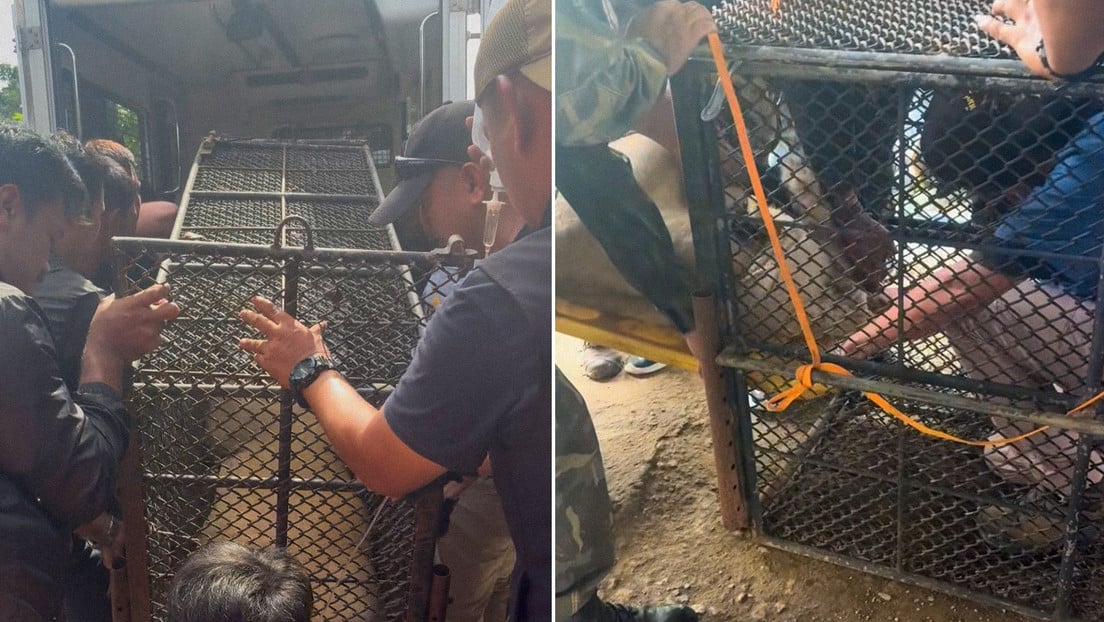 Ataque en Tailandia: La leona mascota de un 'influencer' escapa y hiere gravemente a un niño de 11 años
