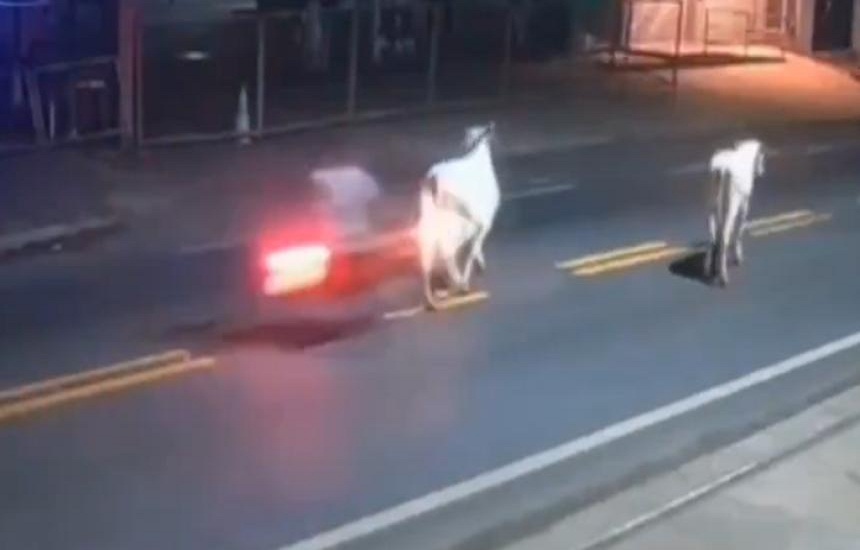 Futbolista Antony Ylano muere al chocar su moto contra una vaca (+video)