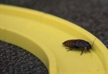 Mujer en Corea del Sur intentó matar una cucaracha y causó un incendio con una víctima mortal