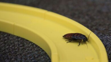 Mujer en Corea del Sur intentó matar una cucaracha y causó un incendio con una víctima mortal