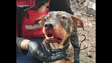 PNB detiene en flagrancia a un hombre en Aragua por golpear salvajemente a un perro con un mango de pala