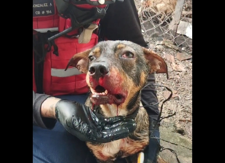 PNB detiene en flagrancia a un hombre en Aragua por golpear salvajemente a un perro con un mango de pala