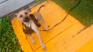 Detenido en Trujillo hombre que maltrató bestialmente a un perrito en Valera (+Video)
