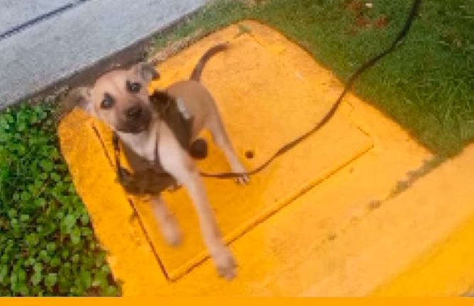 Detenido en Trujillo hombre que maltrató bestialmente a un perrito en Valera (+Video)