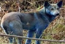 Perros con pelaje azul son captados en Chernóbil, y se investiga si es por químicos o radiación