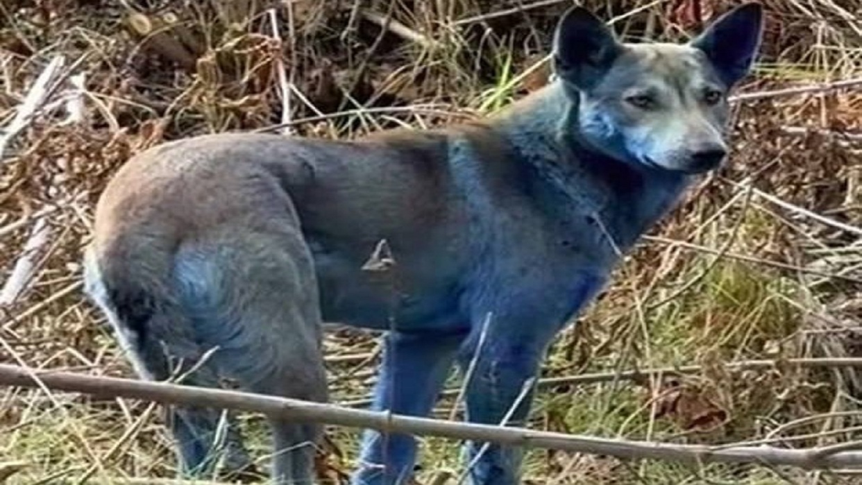 Perros con pelaje azul son captados en Chernóbil, y se investiga si es por químicos o radiación