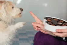 ¡Peligro para Mascotas! El chocolate es altamente tóxico para los perros