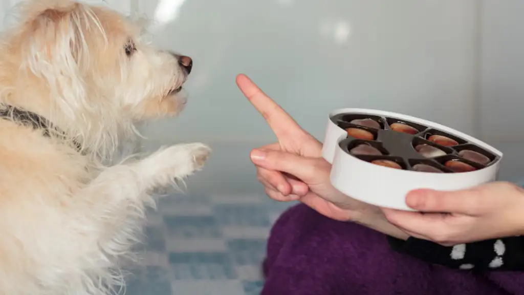 ¡Peligro para Mascotas! El chocolate es altamente tóxico para los perros