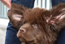 ¿Con qué frecuencia debes limpiar las orejas de tu perro? La respuesta varía y previene una grave enfermedad auditiva