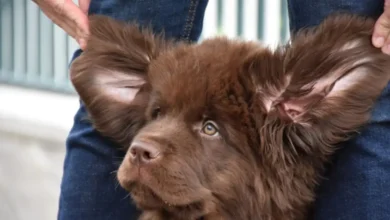 ¿Con qué frecuencia debes limpiar las orejas de tu perro? La respuesta varía y previene una grave enfermedad auditiva