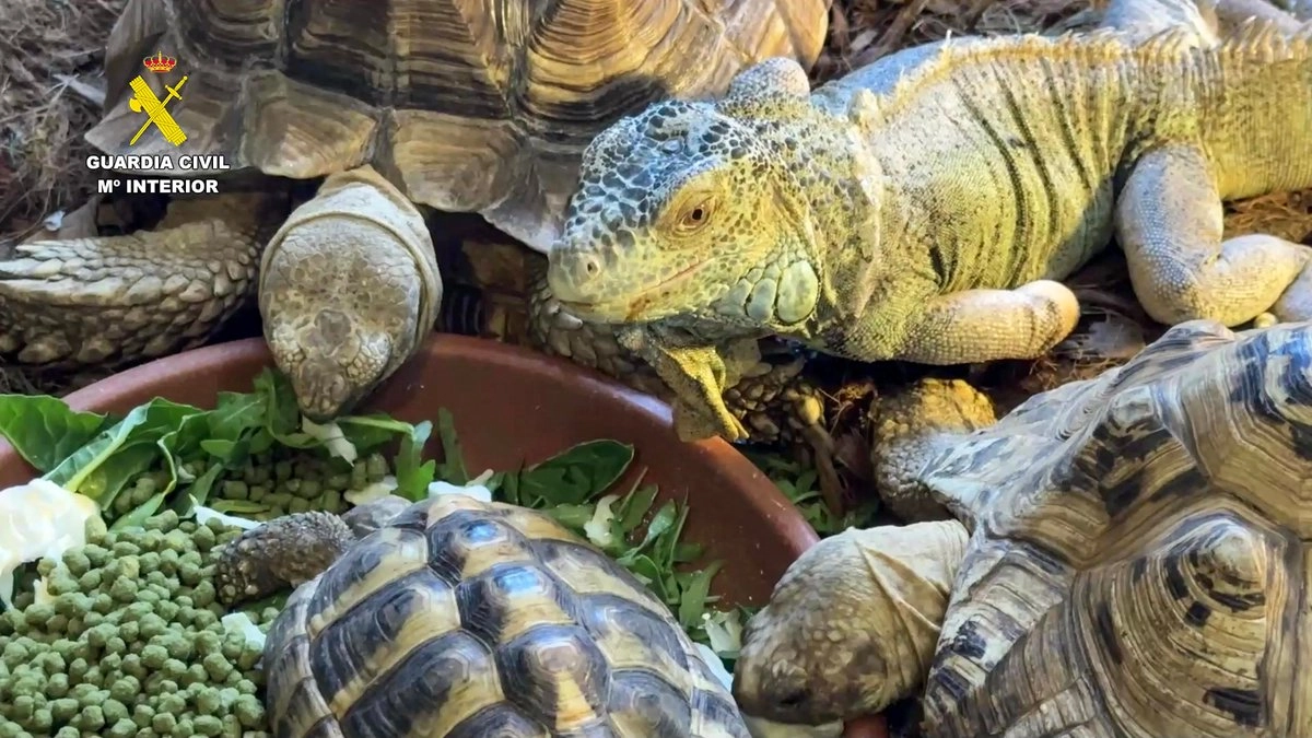 472 animales exóticos rescatados de un falso refugio en España