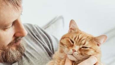 Así impacta en nuestro cerebro tener un gato como mascota