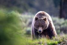 Ataque de oso pardo en Canadá deja 11 heridos, dos en estado crítico