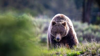 Ataque de oso pardo en Canadá deja 11 heridos, dos en estado crítico
