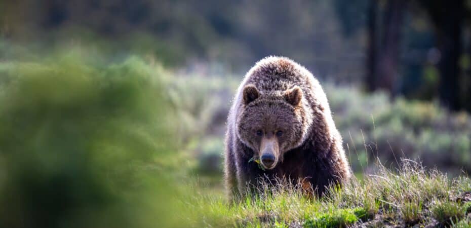 Ataque de oso pardo en Canadá deja 11 heridos, dos en estado crítico