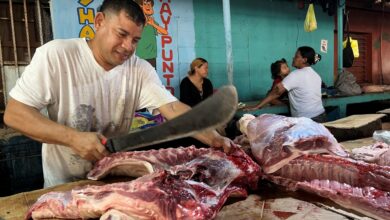Vendedores estiman un repunte del precio del cochino y pernil