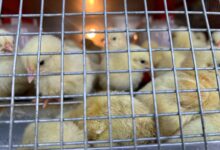 Comerciantes del mercado viejo reportan bajas ventas de aves para cría por altos costos en los alimentos