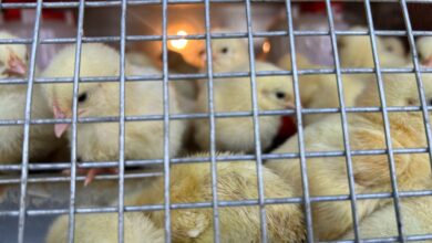 Comerciantes del mercado viejo reportan bajas ventas de aves para cría por altos costos en los alimentos