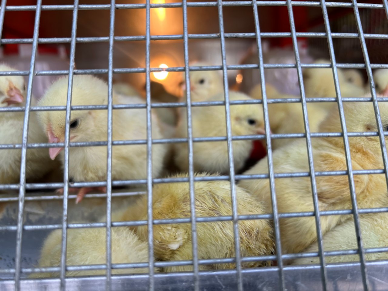 Comerciantes del mercado viejo reportan bajas ventas de aves para cría por altos costos en los alimentos