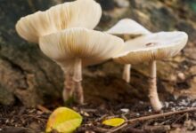 China modifica genéticamente un hongo para usarlo como sustituto de la carne