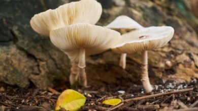 China modifica genéticamente un hongo para usarlo como sustituto de la carne