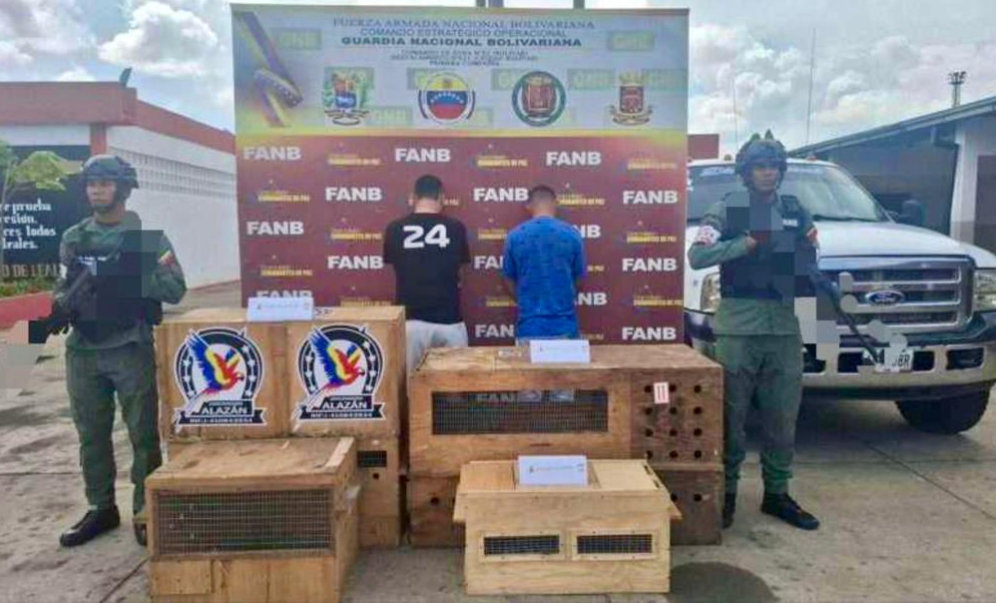 Detienen a dos hombres en Bolívar por tráfico de 11 monos viudita