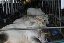 Ganaderos reciben orientaciones para el mejor manejo de los animales