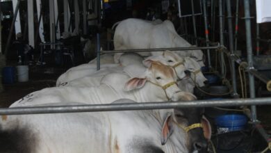 Ganaderos reciben orientaciones para el mejor manejo de los animales