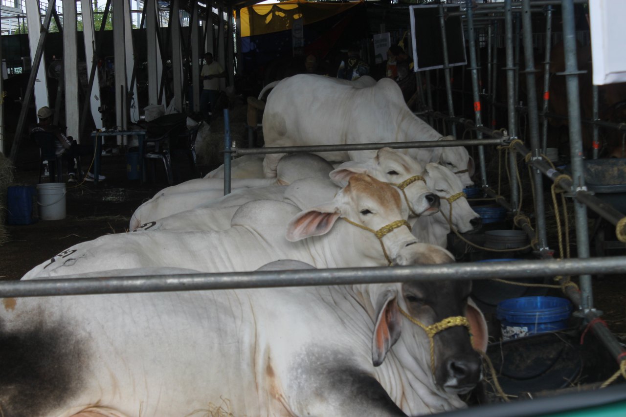 Ganaderos reciben orientaciones para el mejor manejo de los animales