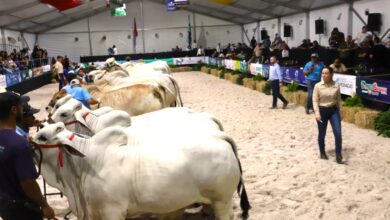 Genética de la ganadería venezolana es calificada de altísima calidad por jueces internacionales