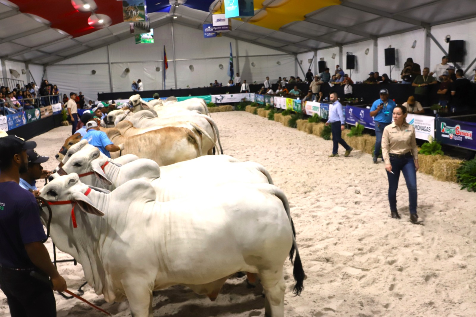 Genética de la ganadería venezolana es calificada de altísima calidad por jueces internacionales
