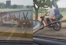Indignación en Maracaibo por pareja que arrastró a un perro atado a una moto