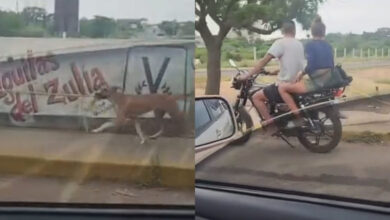 Indignación en Maracaibo por pareja que arrastró a un perro atado a una moto
