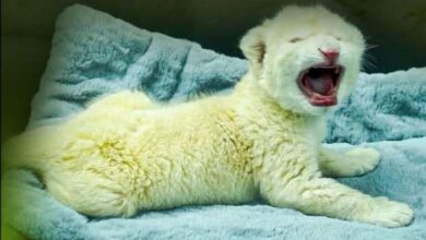 Nacen dos cachorros de león blanco de Timbavati en el Zoológico de Aragua