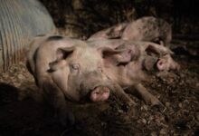 Taiwán prohíbe importación de carne de cerdo española por brote de peste porcina africana