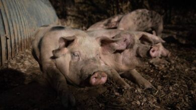 Taiwán prohíbe importación de carne de cerdo española por brote de peste porcina africana