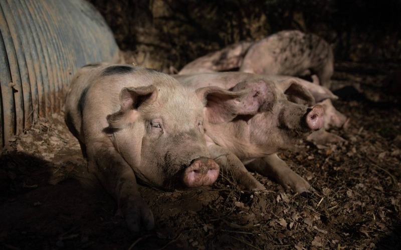 Taiwán prohíbe importación de carne de cerdo española por brote de peste porcina africana