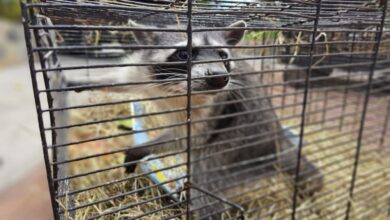 El Zoológico "La Guaricha" de Maturín recibe nuevas especies, incluyendo un jaguar y una zorra